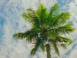 Coconut Palm Tree 126